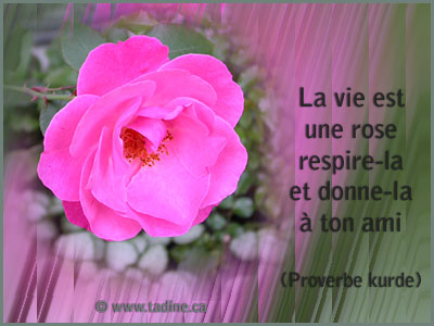 donner